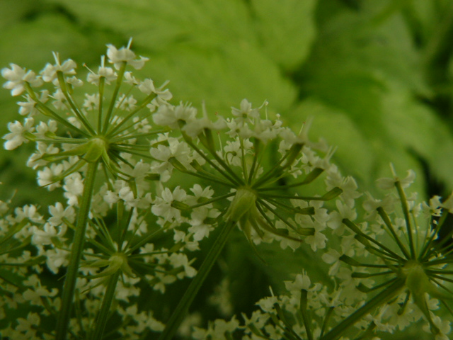 Chaerophyllum hirsutum / Cerfoglio irsuto